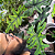 Alocasia Tendurosa Jacklyn - Imagem 2