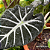 Alocasia Black Velvet - Imagem 3