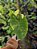 Colocasia Yellow Splash #18 - Imagem 3