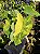 Colocasia Yellow Splash #18 - Imagem 1