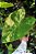 Colocasia Yellow Splash #18 - Imagem 4