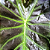 Colocasia Aloha #11 - Imagem 1