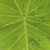 Colocasia Midori Sour #13 - Imagem 1