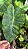 Colocasia Morning Dew #14 - Imagem 2