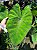 Colocasia Blue Hawaiian #17 - Imagem 1