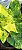 Colocasisa Yellow Splash #18 - Imagem 3