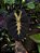 Colocasia Tropical Storm #19 - Imagem 2