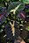 Colocasia Tropical Storm #19 - Imagem 3