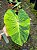 Colocasia Limeade #21 - Imagem 3