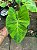 Colocasia Limeade #21 - Imagem 4