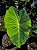 Colocasia Limeade #21 - Imagem 2