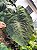 Colocasia Crocodile Leather #23 - Imagem 1