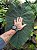 Colocasia Crocodile Leather #23 - Imagem 3
