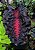 Colocasia Redemption #25 - Imagem 3