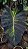 Colocasia Kaiser #26 - Imagem 4