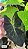 Colocasia Kaiser #26 - Imagem 5
