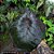 Colocasia Exodus #27 - Hibrido Saytor Plants - Imagem 9