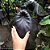 Colocasia Exodus #27 - Hibrido Saytor Plants - Imagem 2