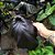 Colocasia Exodus #27 - Hibrido Saytor Plants - Imagem 4
