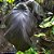 Colocasia Exodus #27 - Hibrido Saytor Plants - Imagem 7