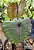 Colocasia Leviatã #29 - Híbrido Saytor Plants - Imagem 1