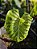 Colocasia Akira #40 PRÉ-VENDA - Imagem 4