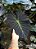 Colocasia Cronos #28 - Híbrido Saytor Plants - Imagem 2