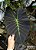 Colocasia Cronos #28 - Híbrido Saytor Plants - Imagem 1