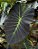Colocasia Cronos #28 - Híbrido Saytor Plants - Imagem 3