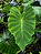 ⚫ Colocasia Eva #30 - Híbrido Saytor Plants - Imagem 3