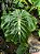 Colocasia Adam #31 - Híbrido Saytor Plants - Imagem 1