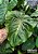 Colocasia Adam #31 - Híbrido Saytor Plants - Imagem 2