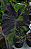 Colocasia Anubis #32 - Imagem 1