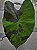Colocasia Anubis #32 - Imagem 2
