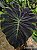 Colocasia Anubis #32 - Imagem 3