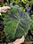 Colocasia Anubis #32 - Imagem 6