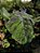 Colocasia Anubis #32 - Imagem 5