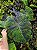 Colocasia Anubis #32 - Imagem 4