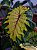 Colocasia Light Pillar #33 - Imagem 1
