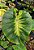 Colocasia Light Pillar #33 - Imagem 5