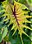 Colocasia Light Pillar #33 - Imagem 3