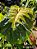 Colocasia Light Pillar #33 - Imagem 4