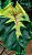 Colocasia Light Pillar #33 - Imagem 2