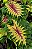 Colocasia Light Pillar #33 - Imagem 6