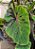 ⚜️ Colocasia Tupã #34 - Híbrido Saytor Plants - Imagem 1