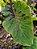 ⚜️ Colocasia Tupã #34 - Híbrido Saytor Plants - Imagem 2