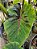 ⚜️ Colocasia Tupã #34 - Híbrido Saytor Plants - Imagem 3