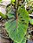 ⚜️ Colocasia Tupã #34 - Híbrido Saytor Plants - Imagem 4