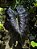 Colocasia Draco #37 - Híbrido Saytor Plants - Imagem 3
