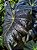 Colocasia Draco #37 - Híbrido Saytor Plants - Imagem 4